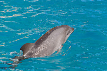dolphin swimming in blue water of dolphinarium