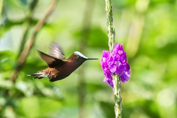 Snowcap, flying next to violet flower, bird from mountain tropical forest, Costa Rica, natural habitat, beautiful small endemic hummingbird, wildlife, nature, flying gem, unique bird with white head
