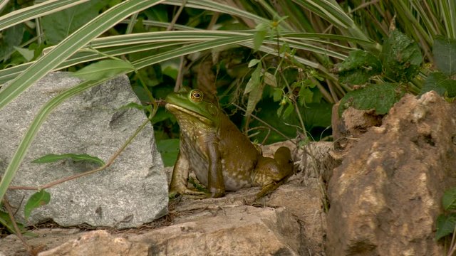 American bullfrog swallows another frog
