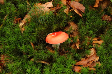 Kleiner Fliegenpilz im Moos