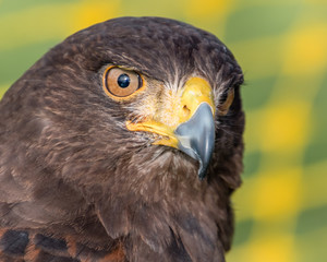 Fototapeta premium Harris Hawk