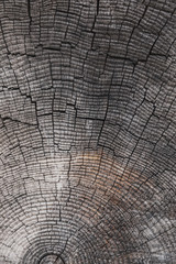 wooden gray background texture many scratches