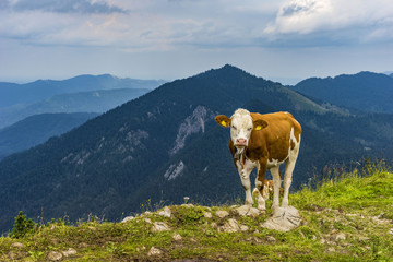 Fototapeta na wymiar Cow lying on mountain valley pasture in Austrian Alps