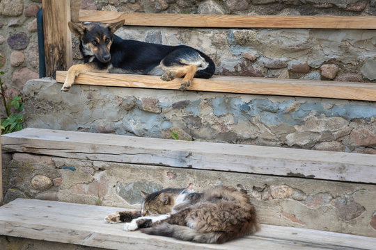 A Dog And A Cat Sleep On The Steps