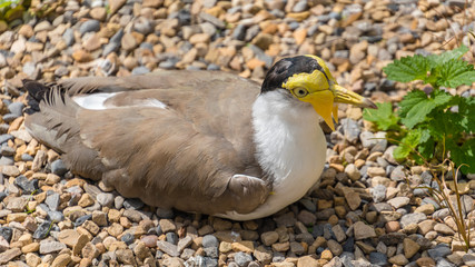Masked Lapwing