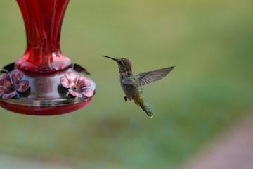 Hummingbird hovering near a feeder