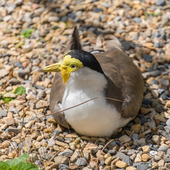 Masked Lapwing
