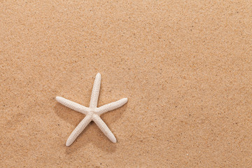 Fototapeta na wymiar sandy beach scene in summer holiday vacation with starfish on sand and copy space
