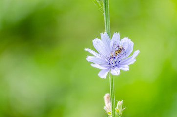 purple meadow flowers