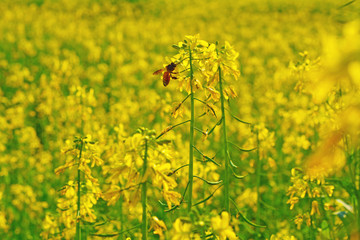 Obraz premium Honey Bee on Mustard Flowers