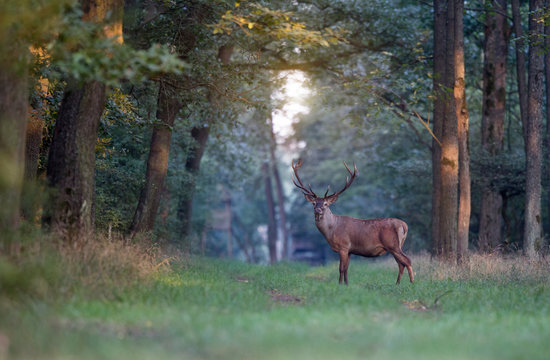 Fototapeta Red deer in forest