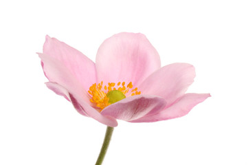 Obraz na płótnie Canvas Pink anemone flower