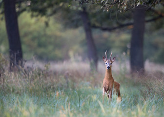 Curious roebuck walking in high grass in forest. Wildlife in natural habitat