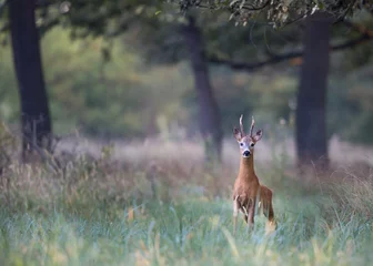 Abwaschbare Fototapete Ree Neugieriger Rehbock, der im hohen Gras im Wald spaziert. Wildtiere im natürlichen Lebensraum