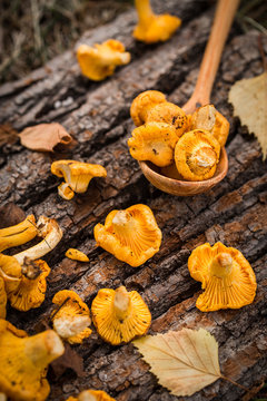 Yellow chanterelle mushrooms on wooden background. Gourmet food