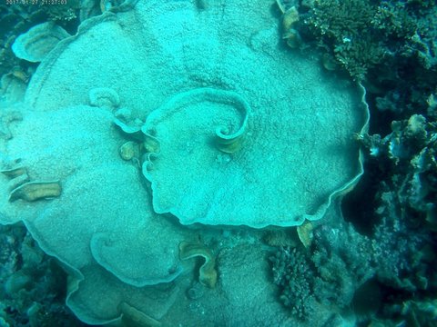 Coral