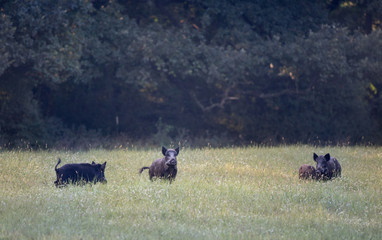 Wild boar herd on meadow