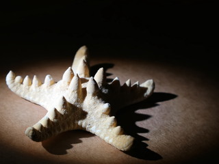 Fototapeta premium Dried starfish is on the table. Dried sea inhabitant.