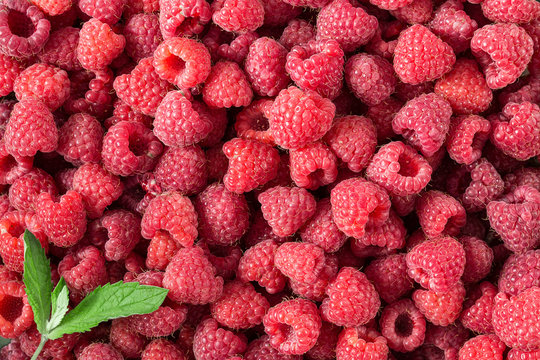 Raspberry. Fresh and sweet organic berries. Fruit background