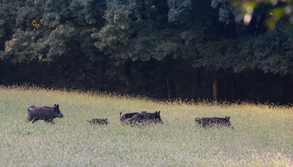 Wild boar herd on meadow