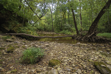 Tree Down Over the Riverbed