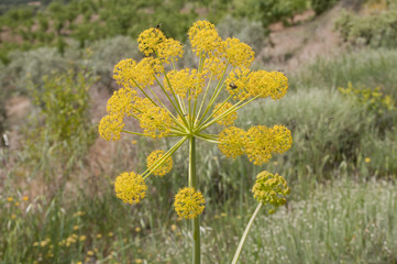 Dill in Andalusien, Spanien