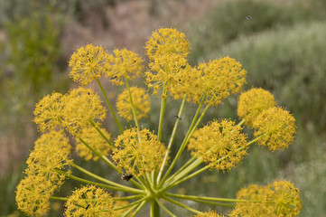 Dill in Andalusien, Spanien