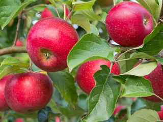 verlockende reife rote Äpfel