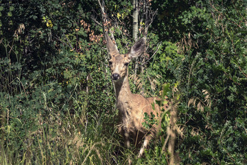 Deer in the woods