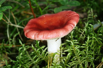 Russula mushroom with a red cap growing in the moss closeup