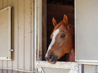 Barn Horse © Michael Preston