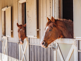 Barn Horses