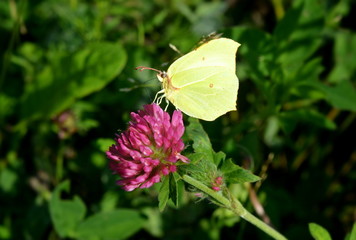 Beautiful butterfly sits on a red clover flower in close-up