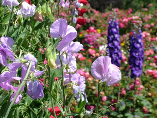 Purple Delphinium flowers and many pink flowers