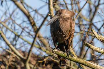 Hamerkop