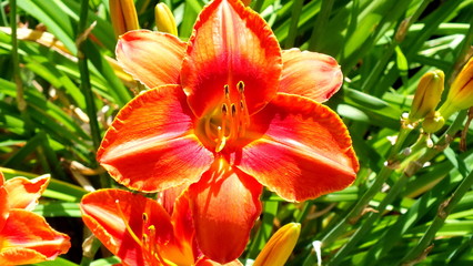 Close up portrait of an Orange and Red Day lily