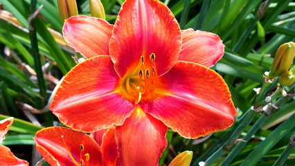 Close up portrait of an Orange and Red Day lily