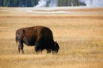 Buffalo grazing.  Yellowstone national park landscape with steaming hot springs in the background.