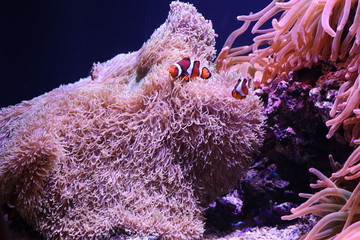Clown fish
