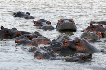 stado hopopotamów