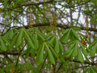 Aesculus hippocastanum. Feuilles du marronnier commun 