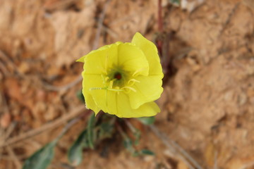 Desert Yellow Flower 