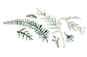 Green branches and leaves watercolor illustration for decor a postcard, icon, logo, badge, posters, lettering, invitations and etc.