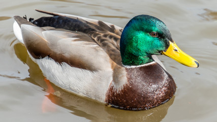 Mallard Duck on the Water