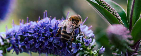 Wasp