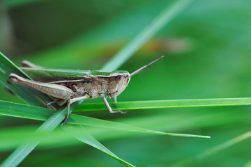 Grasshopper