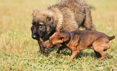 two dogs are played with a wooden stick in the park