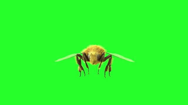 a bee is flying on a green background, 3D render