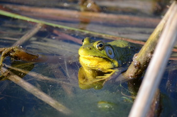Green frog, male, with yellow throat during breeding season