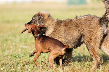 two dogs are played with a wooden stick in the park
